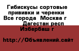 Гибискусы сортовые, прививки и черенки - Все города, Москва г.  »    . Дагестан респ.,Избербаш г.